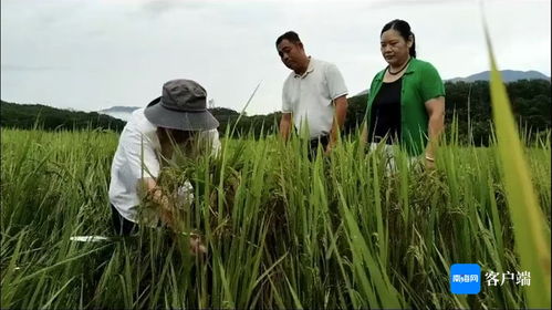 瓊中 農技人員深入一線，指導農戶開展生產自救，全力搶救珍稀山蘭稻